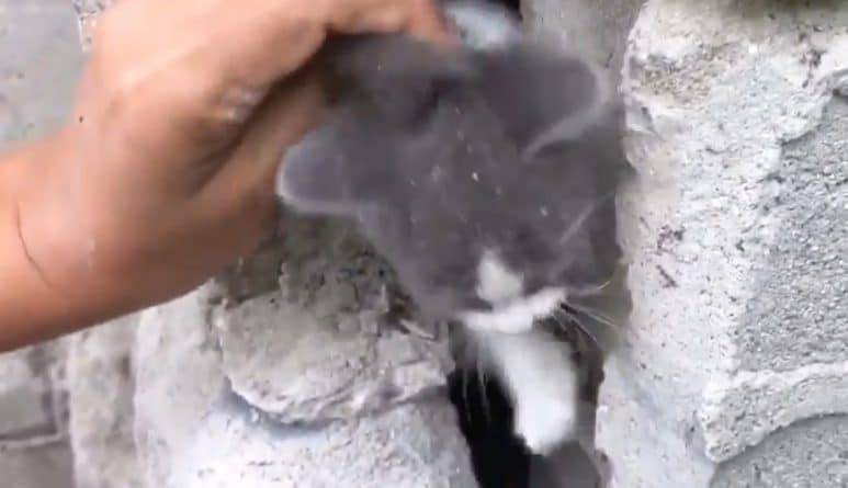 Спасатели вытащили из каменной ловушки крошечного котенка, застрявшего между стен в Лос-Анджелесе