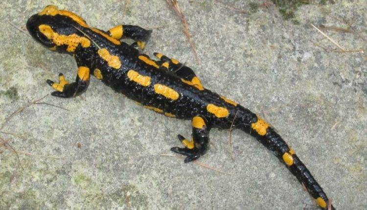 В Канаде нашли растение, поедающее саламандр