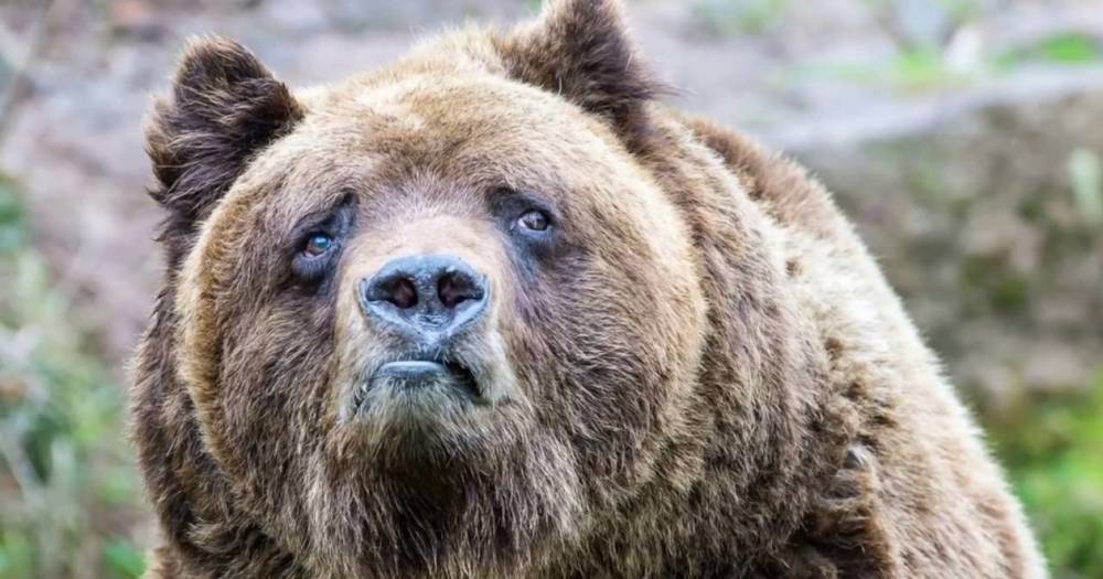 Тувинец во время драки с медведем откусил ему язык