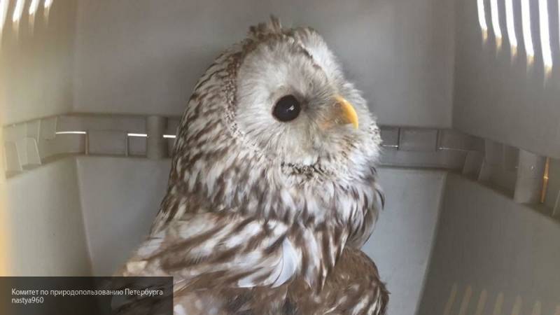 Искалеченную сову спасли от живодера в Петербурге