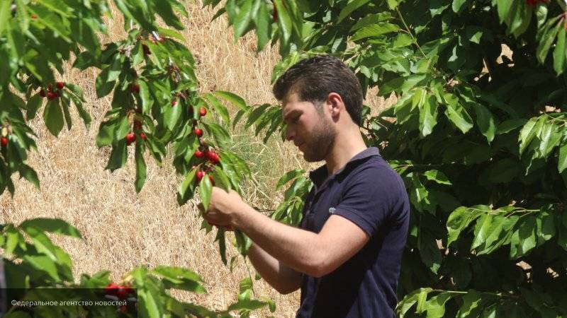 Фермеры из Сирии планируют экспортировать черешню в Россию