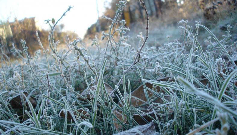 Заморозки от -1 до -3 градусов обещают в Карелии