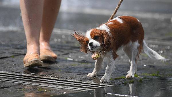Ветеринары рассказали, как помочь питомцам пережить жару