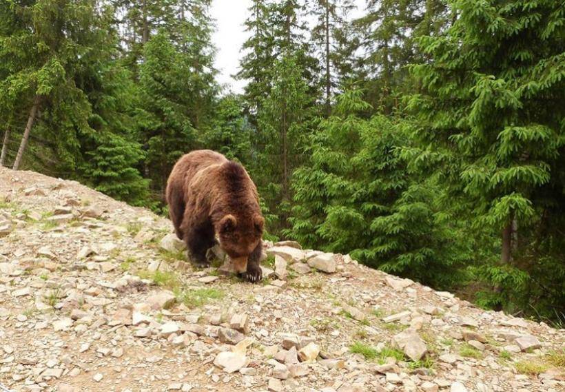 В Румынии совет девушки спас парня от нападения разъярённого медведя