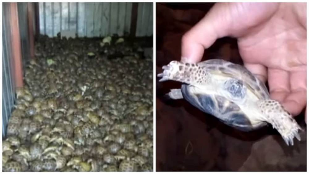 Более 4 тыс. черепах под видом капусты пытались провезти из Казахстана в Россию