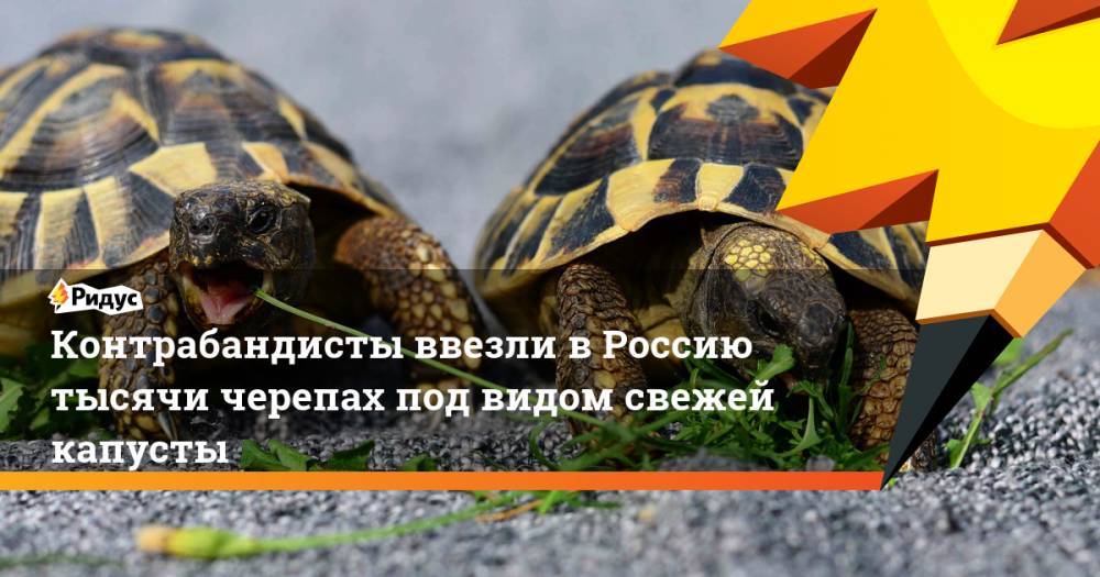 Контрабандисты ввезли в Россию тысячи черепах под видом свежей капусты