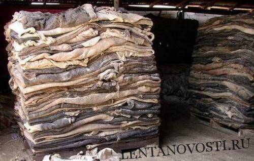 Финляндия закупила ямальские оленьи шкуры для производства сувениров