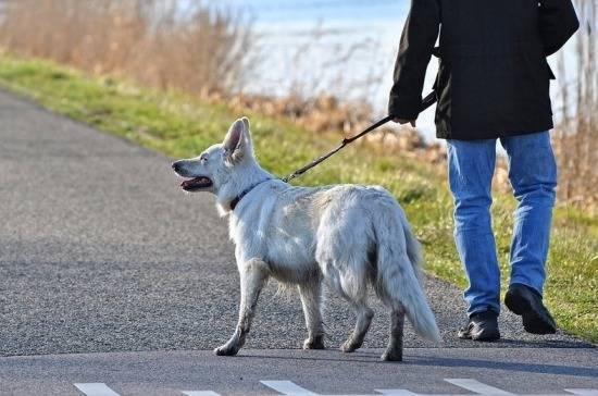 Бурматов: места для выгула собак должны быть в шаговой доступности