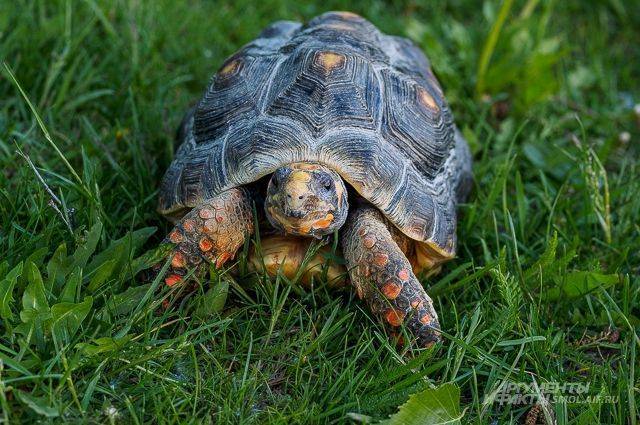 Более четырех тысяч черепах пытались ввезти в Россию, выдавая их за капусту