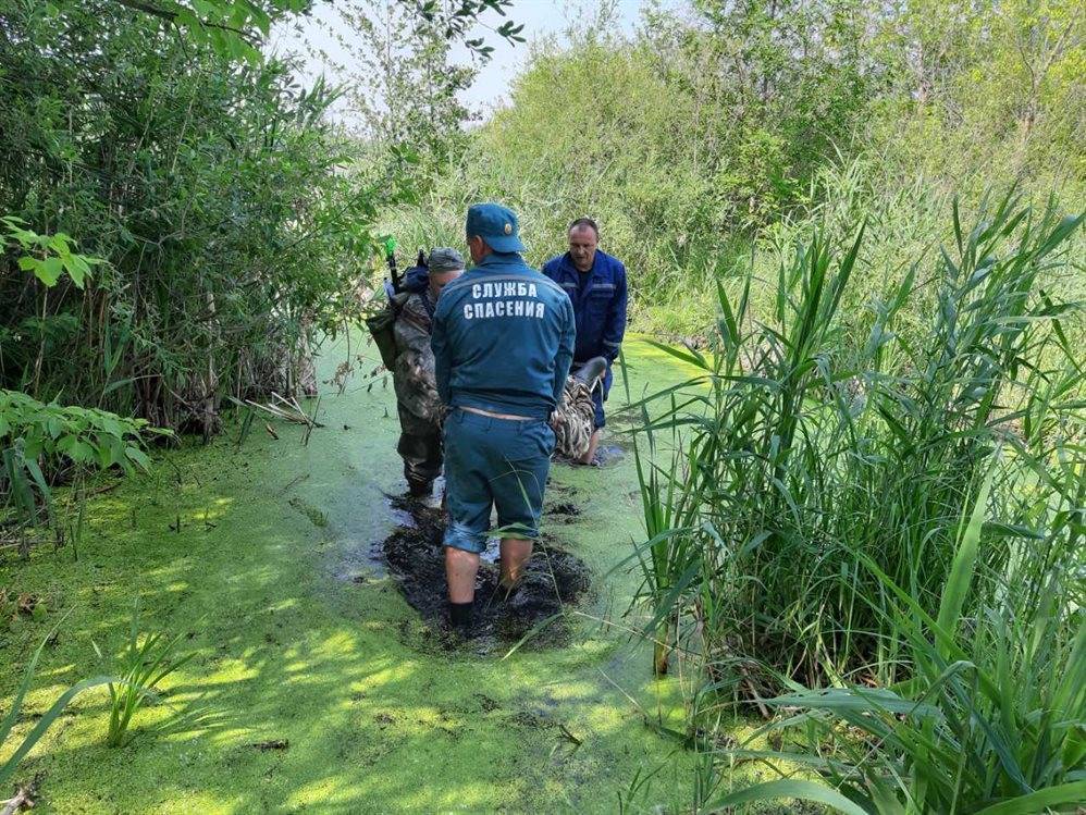 Спасатели несли пострадавшего по болотам два километра