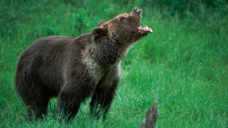 Нестандартное решение: тувинец откусил часть языка атаковавшего его медведя