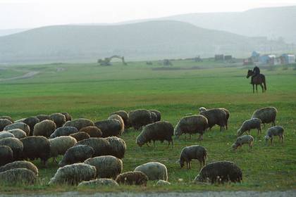 Российский паспорт оказался недоступен для 88-летнего пастуха из Дагестана