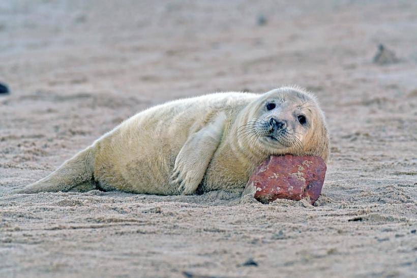 На пляжах Литвы нашли мертвых тюленей