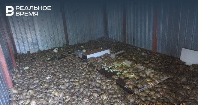 В Оренбургскую область пытались ввезти более четырех тысяч черепах под видом капусты