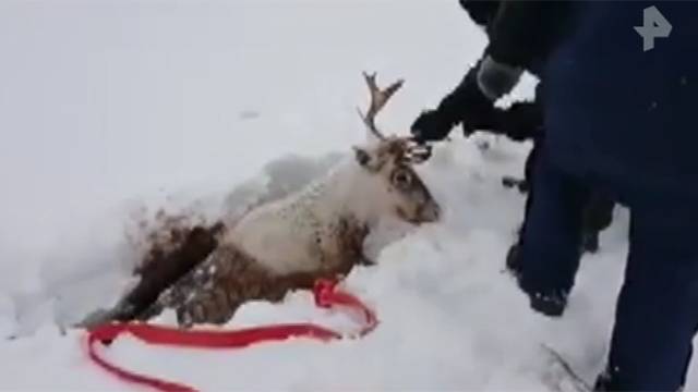В Норильске спасли провалившегося под снег оленя