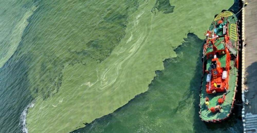 ЧП в Одессе: море позеленело, у животных после этой воды изменился цвет шерсти