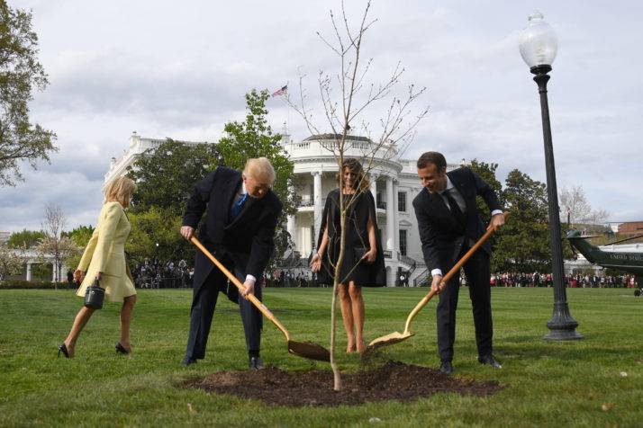 Плохой знак: погибло дерево дружбы, которое посадили Трамп и Макрон