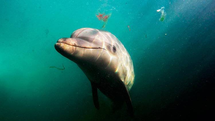 У берегов Крыма заметили дельфина с "трехлопасным" хвостом