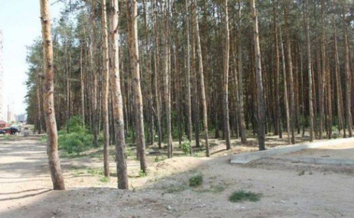 Губернатор поручил контролировать ситуацию с повреждением деревьев в Северном лесу