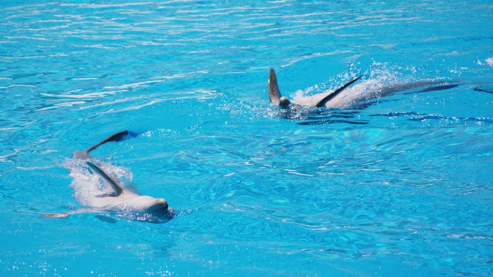 Дельфин с "демонической" мутацией подплыл к берегам Крыма