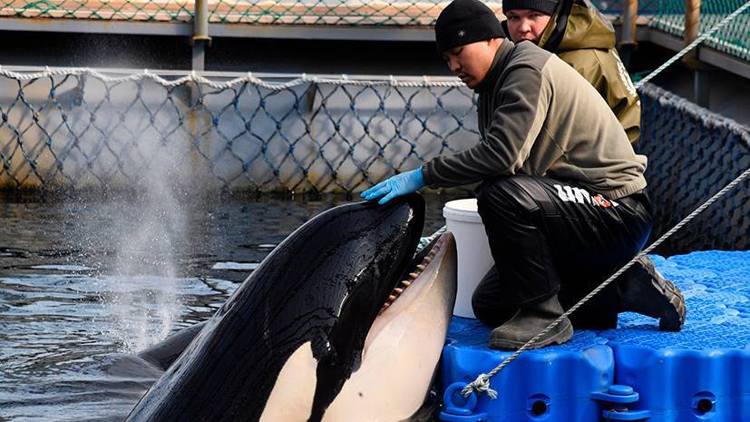 В Госдуме оценили проблему защиты китовых