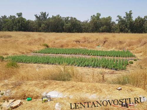 В Израиле рядом с военной базой нашли плантацию конопли на 5,5 миллионов шекелей