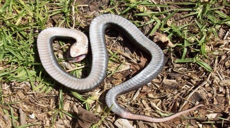 Жителей восточных регионов страны предупреждают о «зомби-змее», способной притворяться мертвой