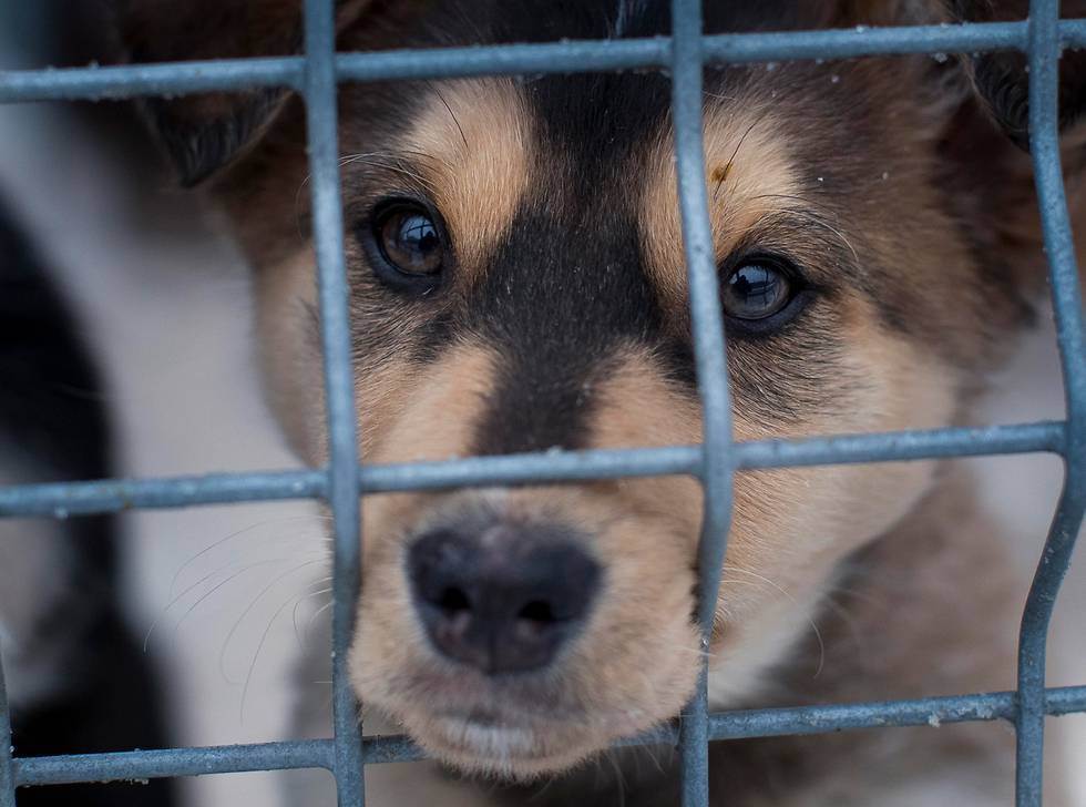 В Израиле запретили частные тюрьмы для собак