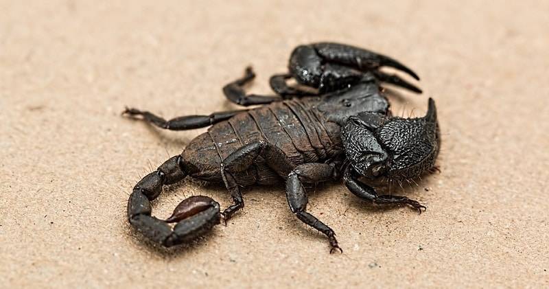Ученые нашли оружейный арсенал у скорпионов