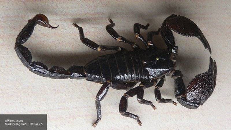 Ученые разрабатывают аналог яда скорпиона, убивающего туберкулез и стафилококк