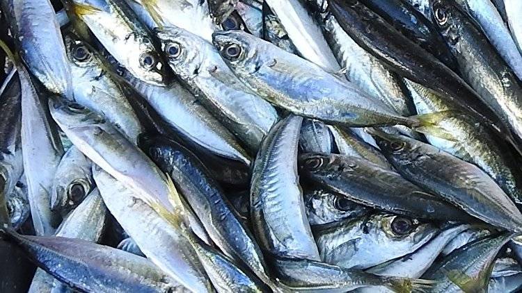 Опасная ставрида: на ЮБК уничтожили 750 кг рыбы