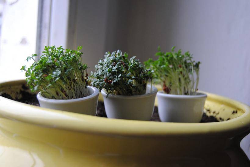 Учёные: Комнатные растения малоэффективны для очищения воздуха