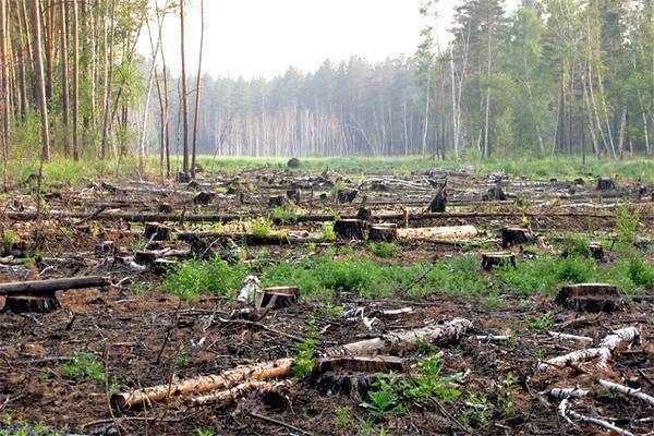 Как спасти украинский лес
