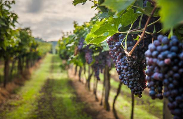 ДНК винограда проследили до его средневекового предка
