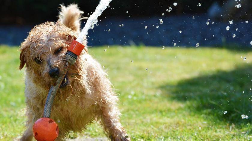 Пережить жару: ветеринары поделились рекомендациями