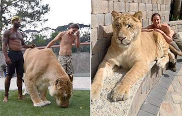 Самую большую кошку в мире сняли на видео