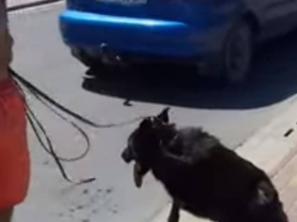 На популярном курорте живодер привязал беспомощную собаку к машине и нажал на газ