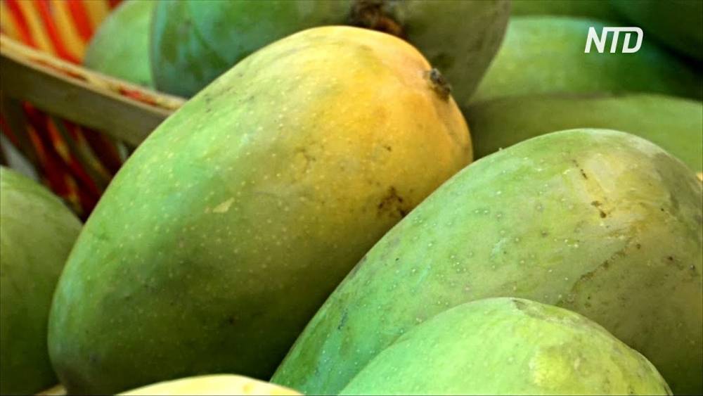 Гигантские манго привезли на фестиваль в Индии (видео)