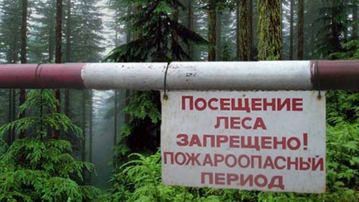 В брянских лесах власти ввели противопожарный режим