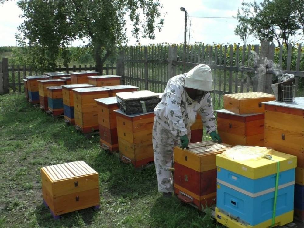 В Харьковской области массово гибнут пчелы: пасечники забили тревогу