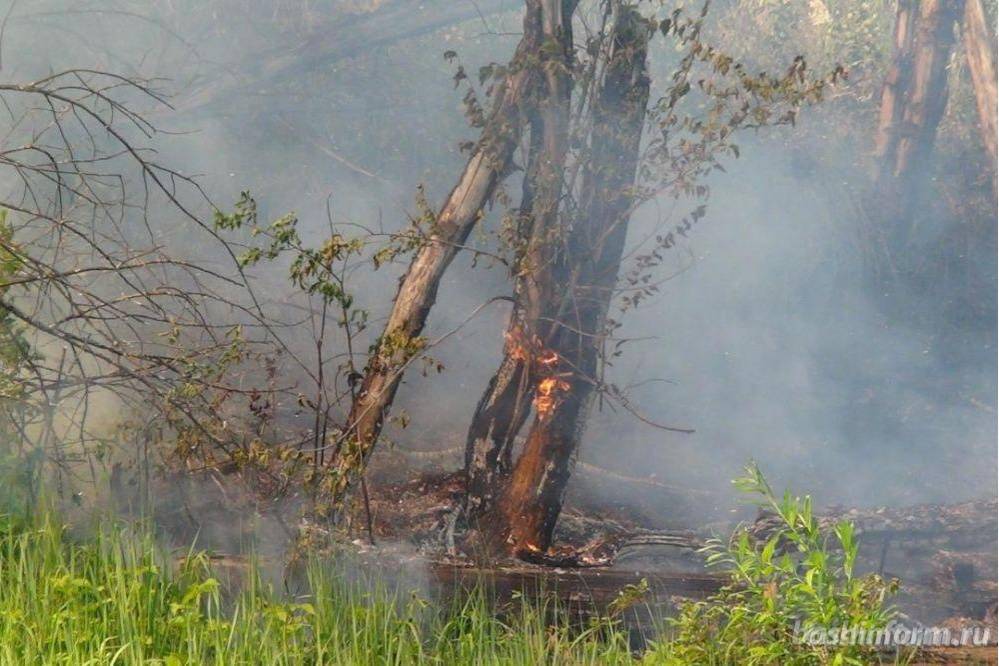 За минувшие сутки в Башкирии произошло два лесных пожара - МЧС