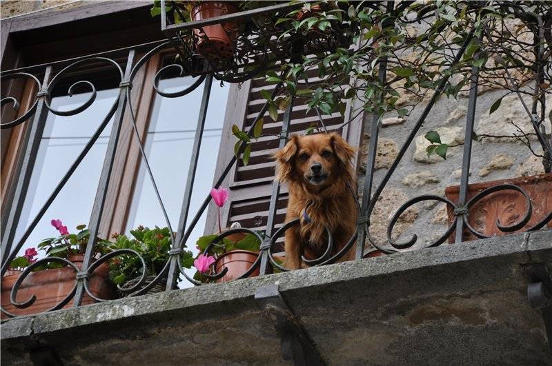 В итальянской Вероне запретили оставлять собак на балконах: штраф до 500 евро