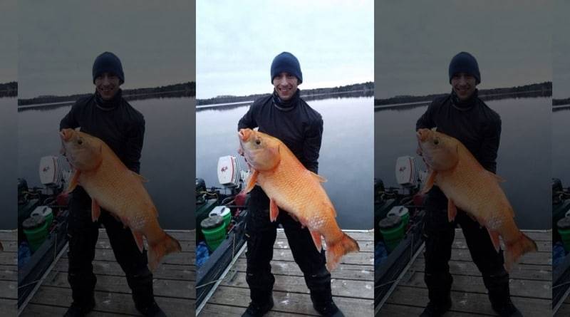 В США выловили гигантскую оранжевую рыбу, которой может быть больше 100 лет (фото)