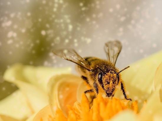 Пчелы оказались способны понять «язык математики»