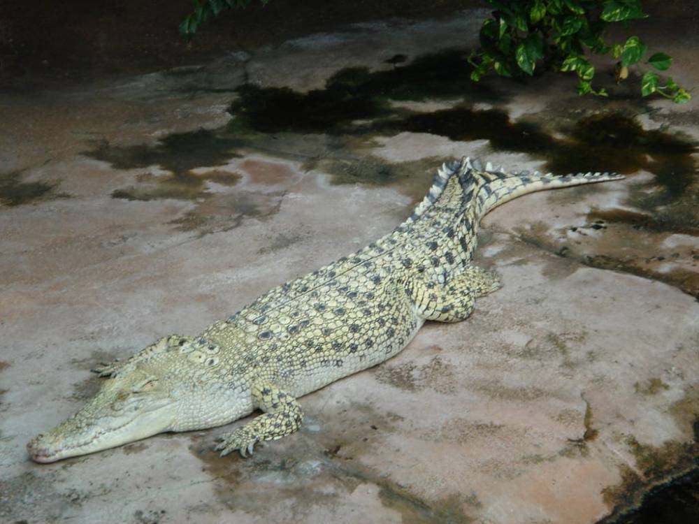Жители села в Черниговской области нашли мертвого крокодила. Люди бояться, что рядом есть его живые родственники
