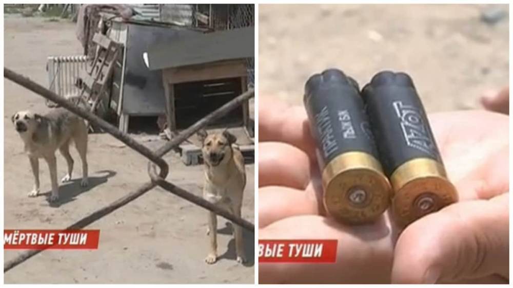 Неизвестные расстреляли собак в приюте для бездомных животных в Актау