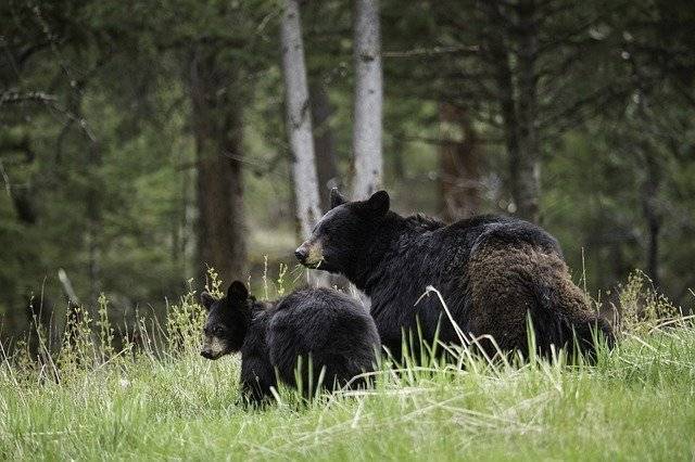 Американец пострадал от укуса медведицы, пытаясь защитить свою собаку