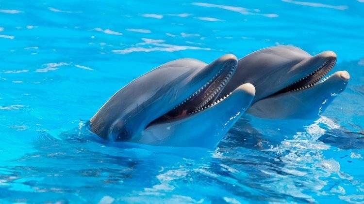 Дружба между дельфинами появляется также, как между людьми