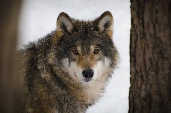 В список запрещённых к содержанию животных предложили добавить волков