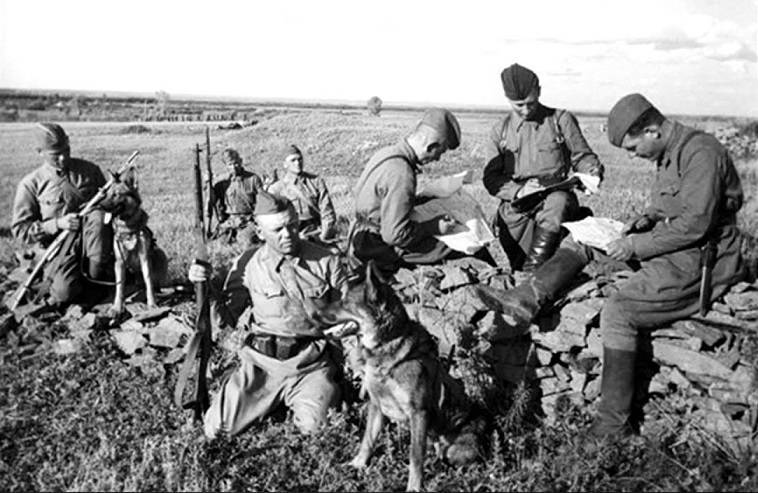 «Рукопашный бой собак»: как 150 служебных псов «порвали» полк фашистов | Русская семерка